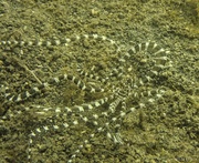 3rd Oct 2024 - Mimic Octopus