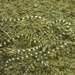 Mimic Octopus