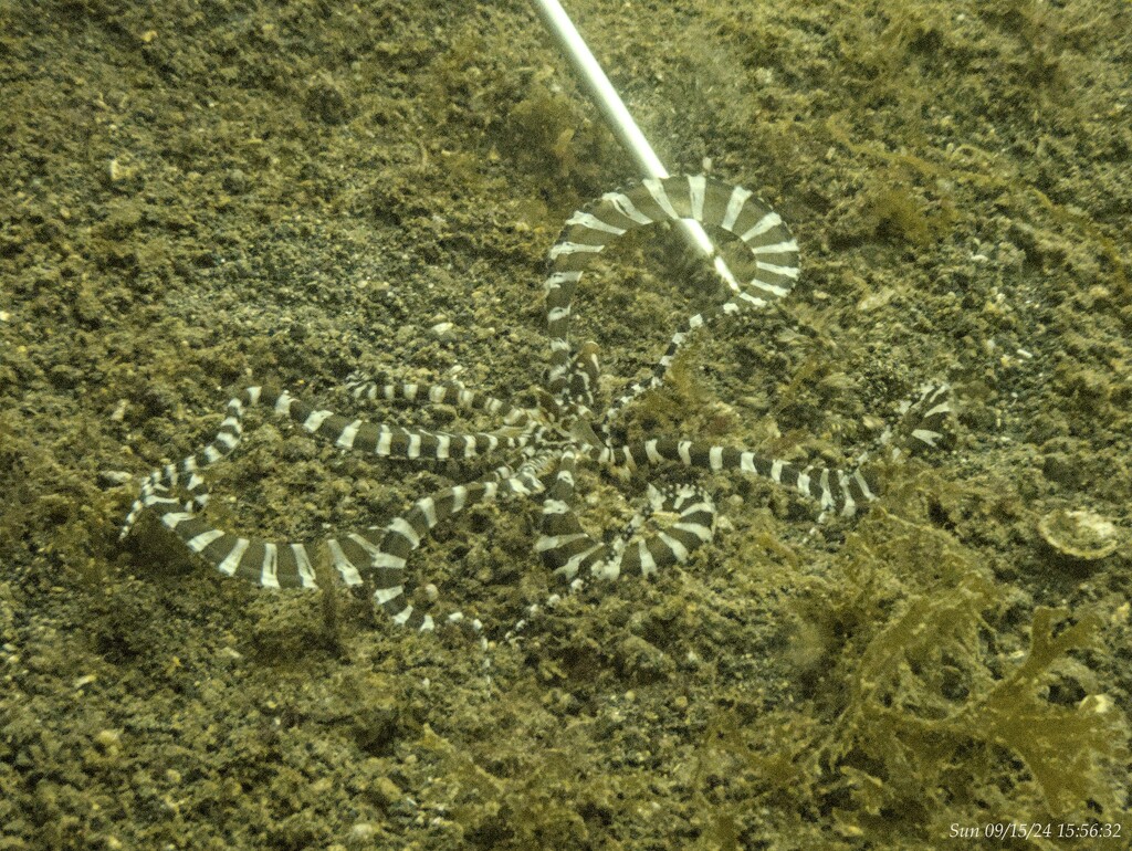 Mimic Octopus by wh2021