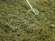 4th Oct 2024 - Mimic Octopus