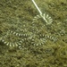 Mimic Octopus