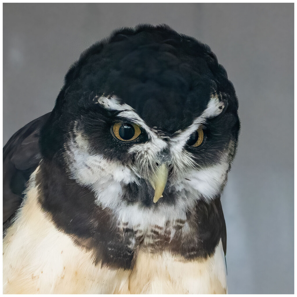 Spectacled Owl by clifford