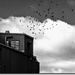 The Birds (original) by zilli