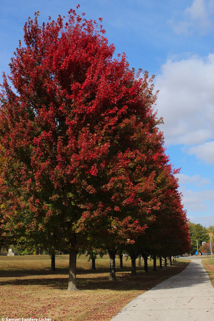 Wapsipinicon Trees by samuelsanderslicher