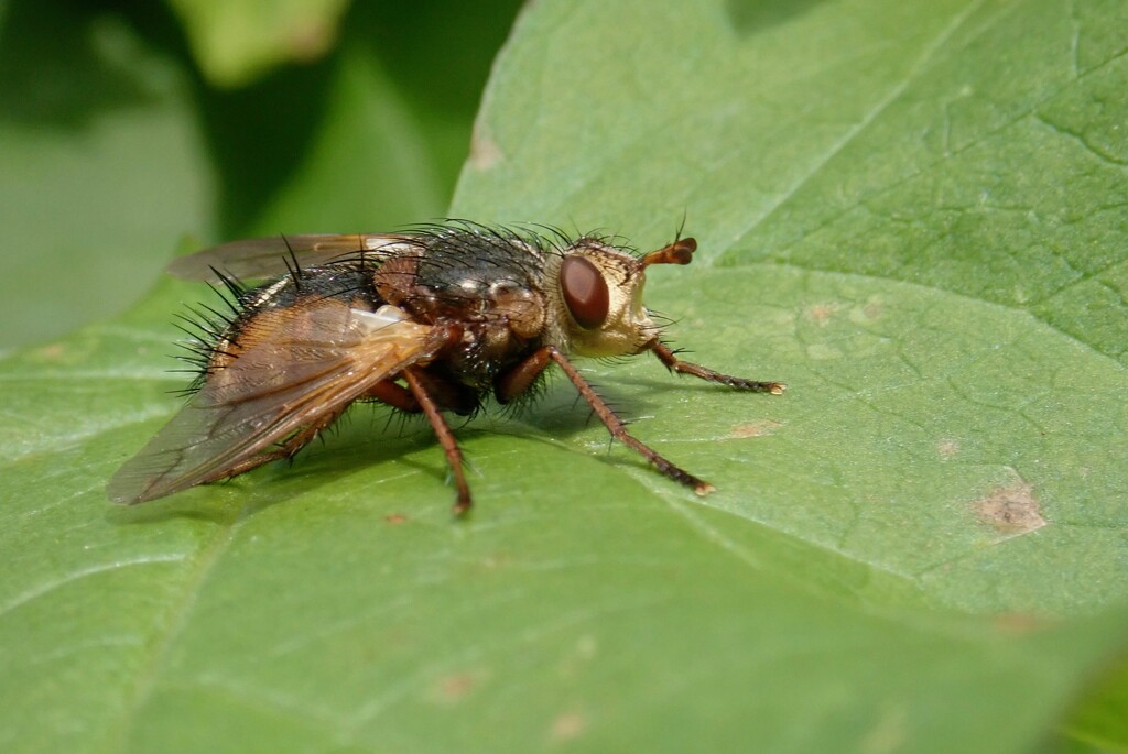 SPIKY FLY by markp