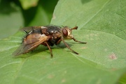 1st Oct 2024 - SPIKY FLY