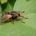 SPIKY FLY