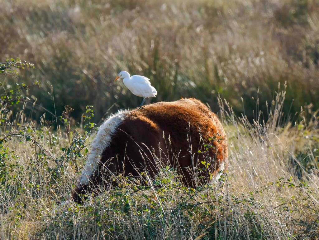 Cattle Egret  by padlock