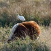 Cattle Egret 