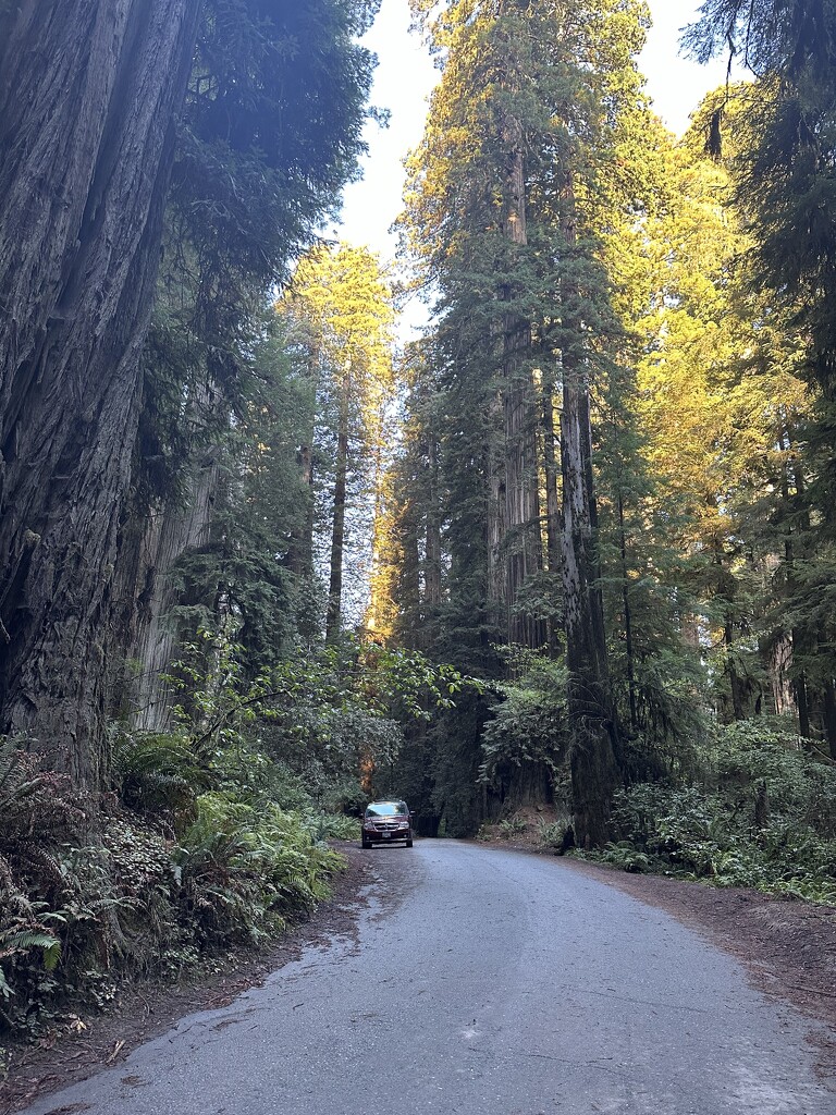 Walker Road Redwoods by pandorasecho