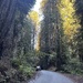 Walker Road Redwoods