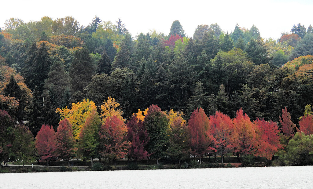 Green Lake...Fall 2024 by seattlite