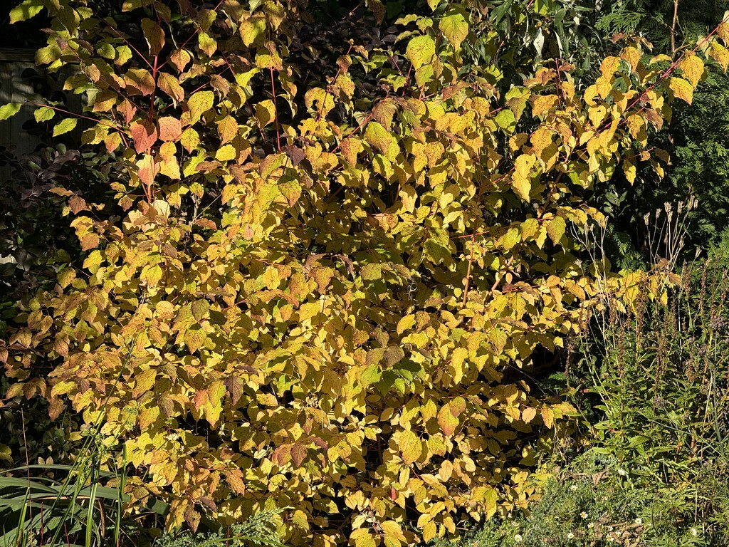 Cornus in the late Afternoon Sun by susiemc