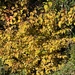 Cornus in the late Afternoon Sun