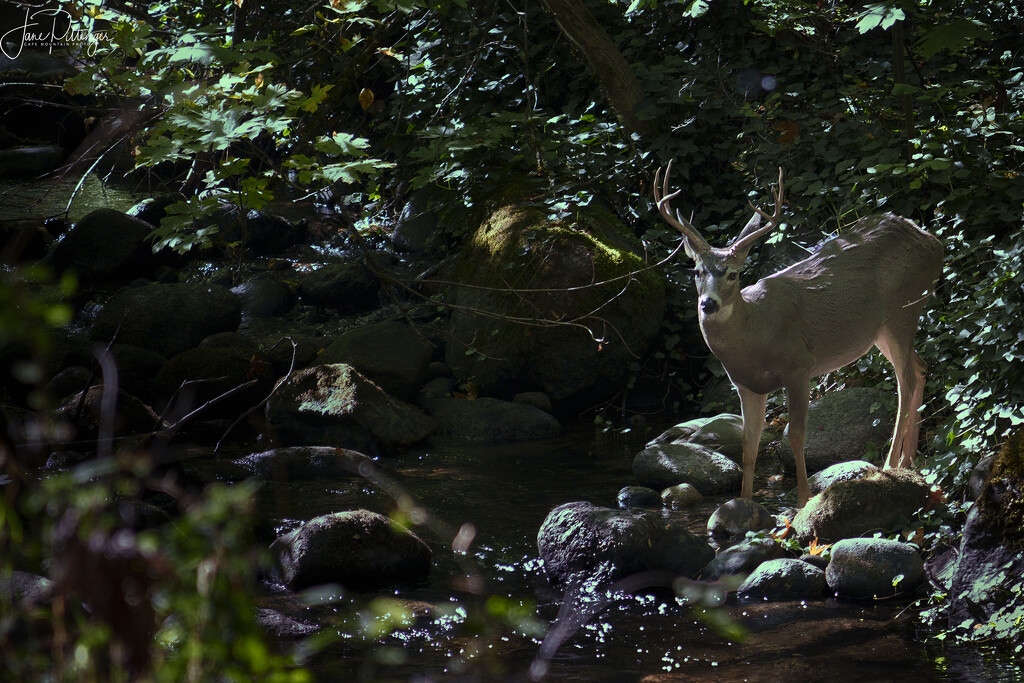 Buck in Lithia Creek by jgpittenger