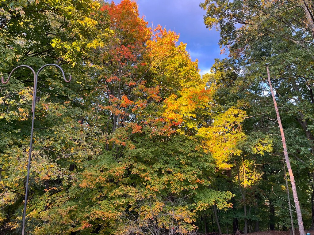 Backyard Color by pej76