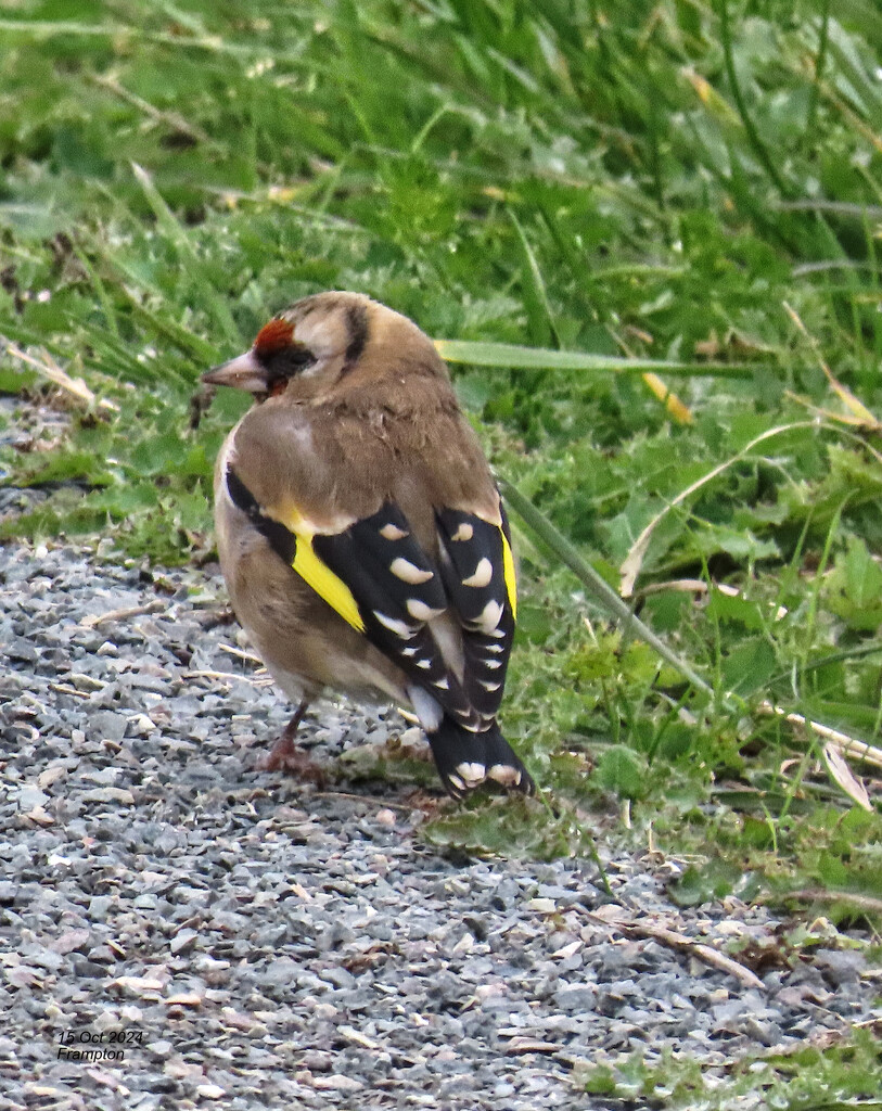 Wary Goldfinch by redbiro