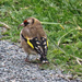 Wary Goldfinch