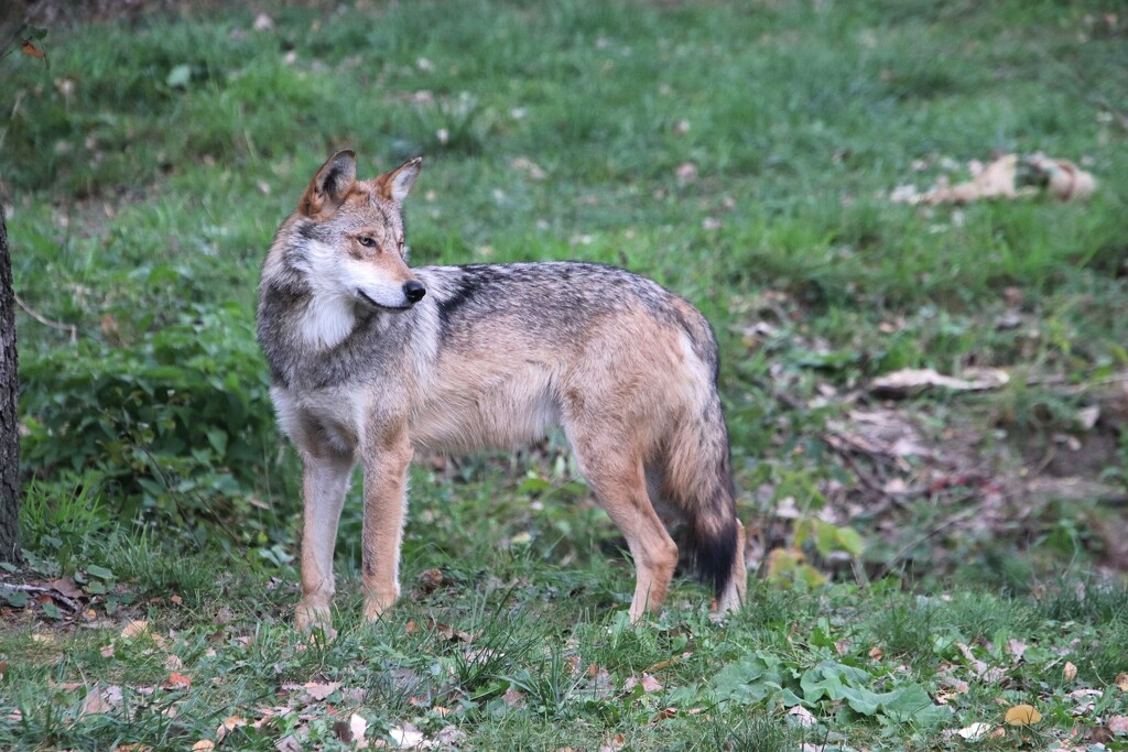 Mexican Gray Wolf by randy23