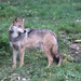 Mexican Gray Wolf