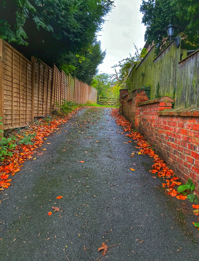 Leafy Lane by alliw