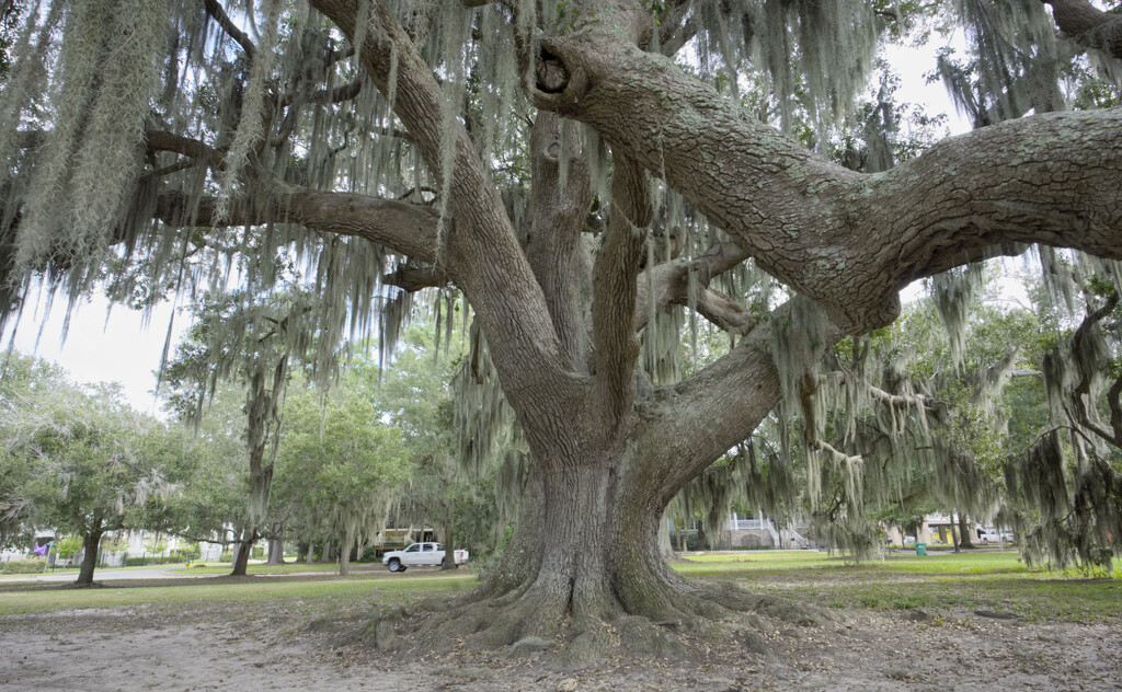 Thick trunk... by peachfront