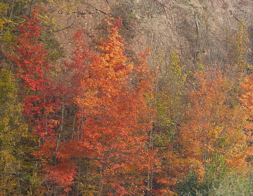 A Wall of Fall by gardencat