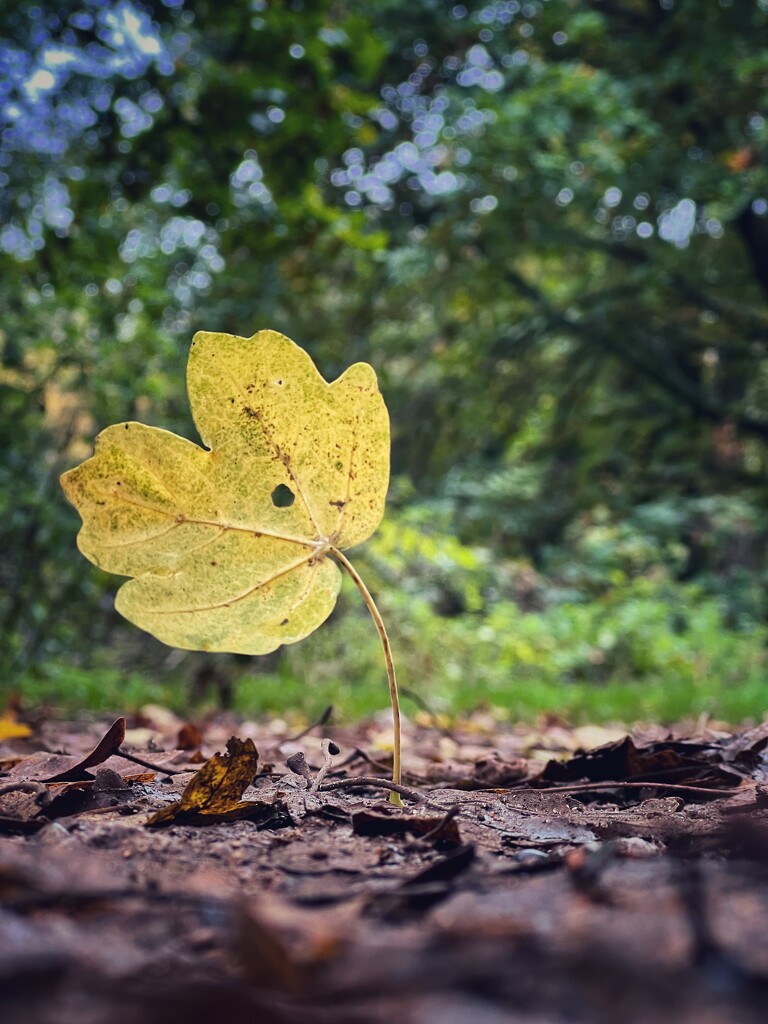 Magic leaf! by gaillambert