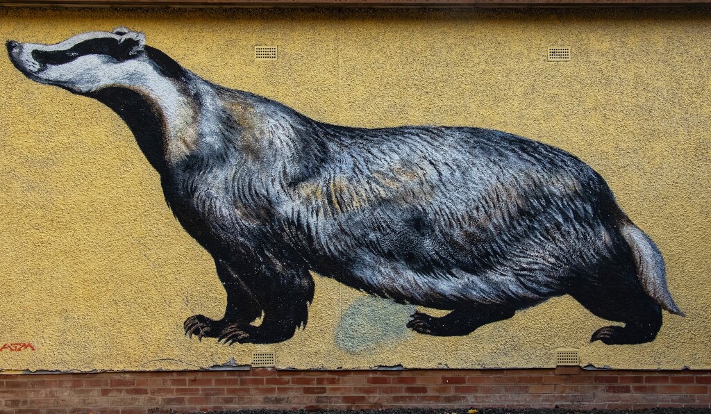 A very large badger! by billdavidson