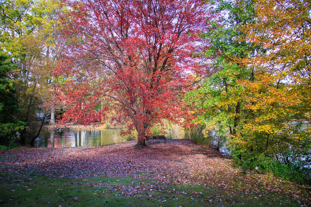 Fall Colors  by batfish