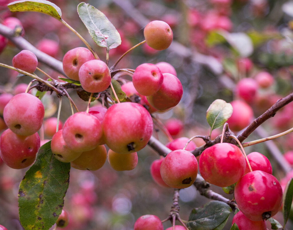 Crab apples by busylady