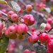 Crab apples