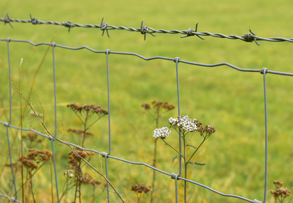 Yarrow in the frame by tiaj1402