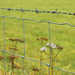 Yarrow in the frame