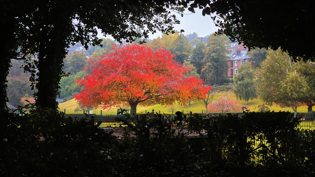 289/366 - Crookes Valley Park  by isaacsnek