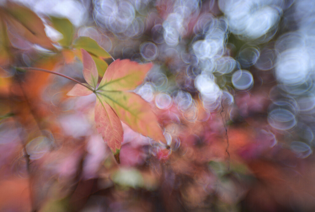 Start the day the bokeh way by tiaj1402