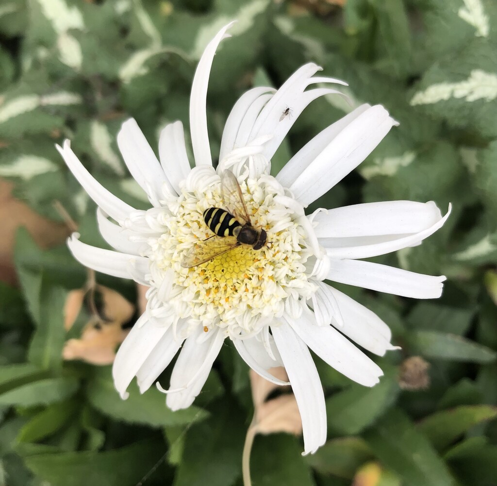 The Daisy and the Bee by dailypix