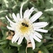 The Daisy and the Bee