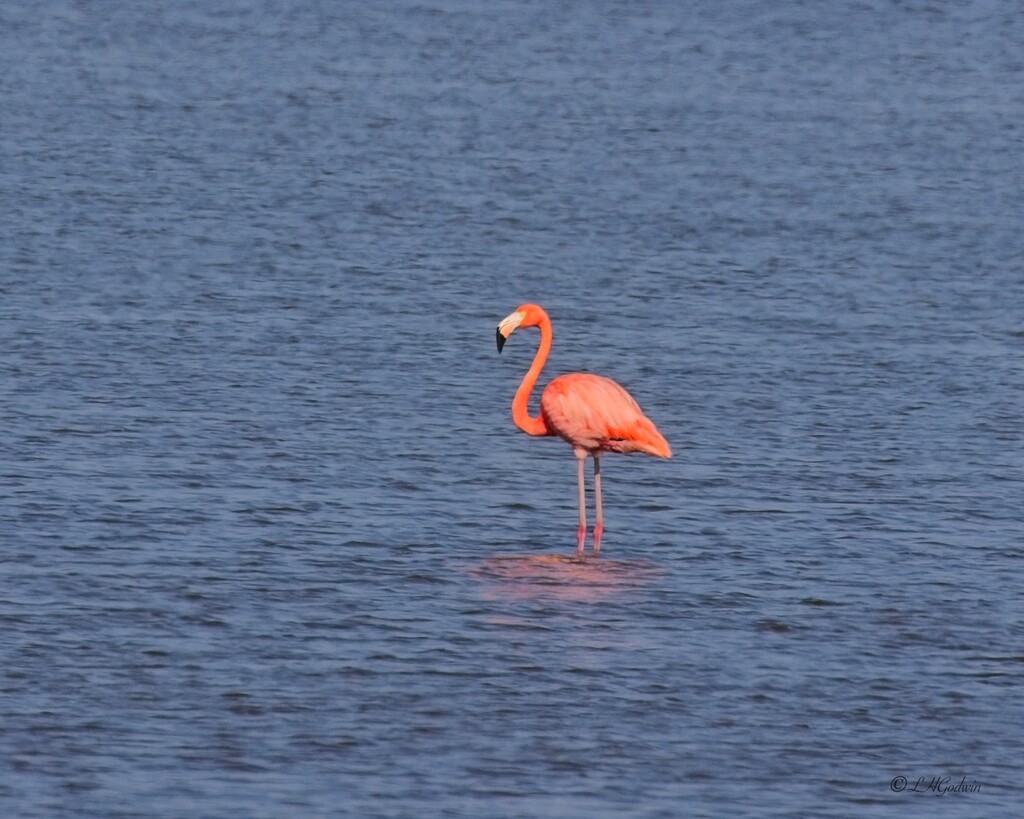 LHG_6976Flamingo at Leonabelle Turnbull by rontu