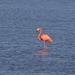 LHG_6976Flamingo at Leonabelle Turnbull