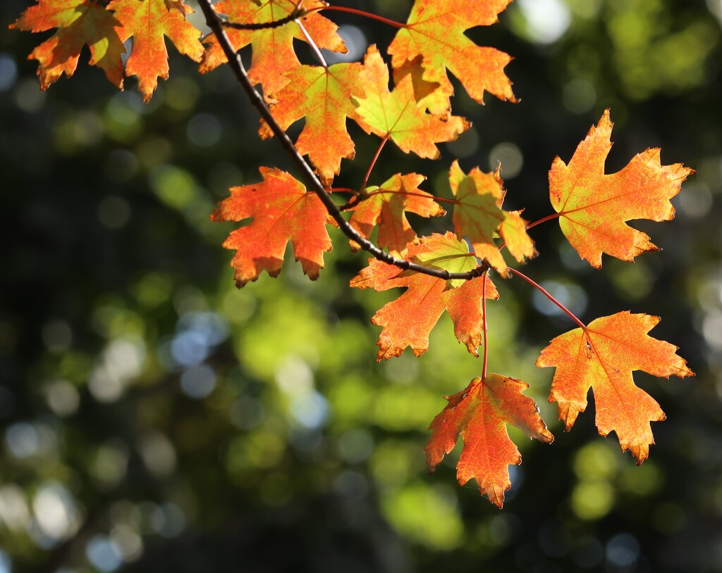 Silver Maple in the Sun by 365projectorgheatherb