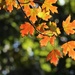 Silver Maple in the Sun