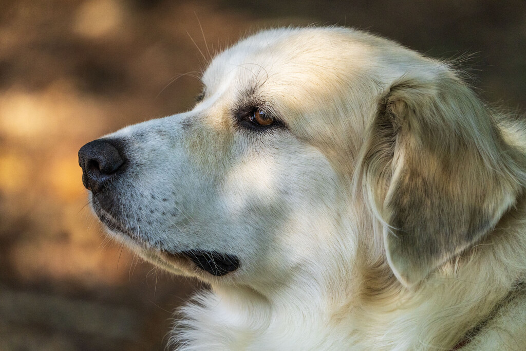 Pawtrait by kvphoto