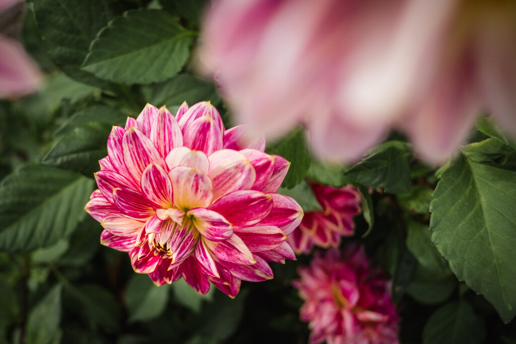 The Neighbor's Flowers by tina_mac