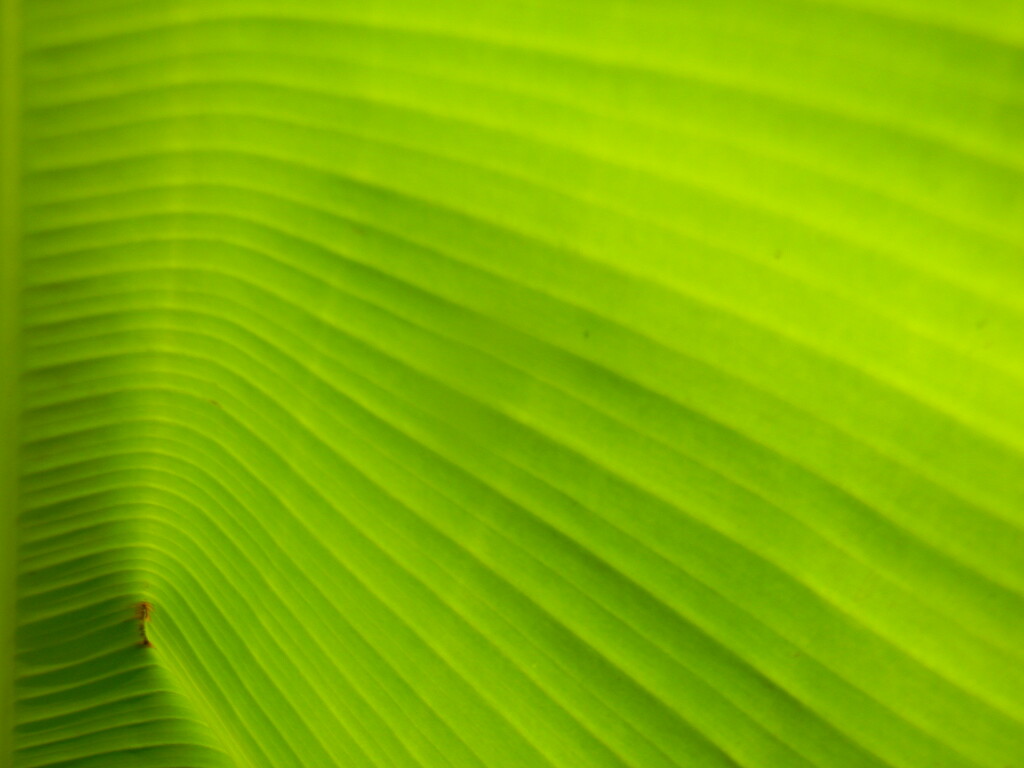 Banana Leaf Closeup  by sfeldphotos