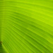 Banana Leaf Closeup 