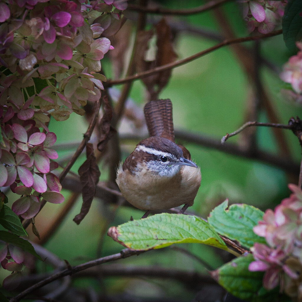 Carolina Wren on the Hunt by berelaxed