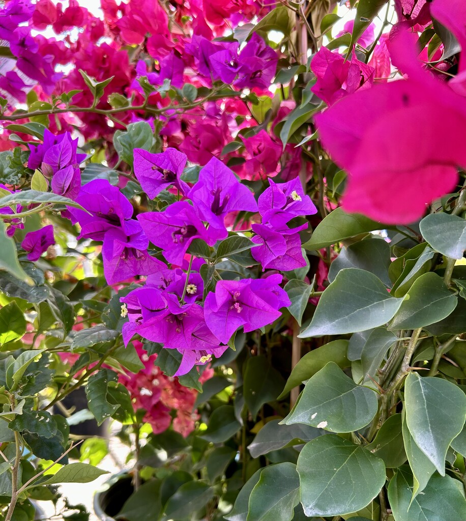 Bougainvillea  by loweygrace