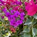 Bougainvillea 