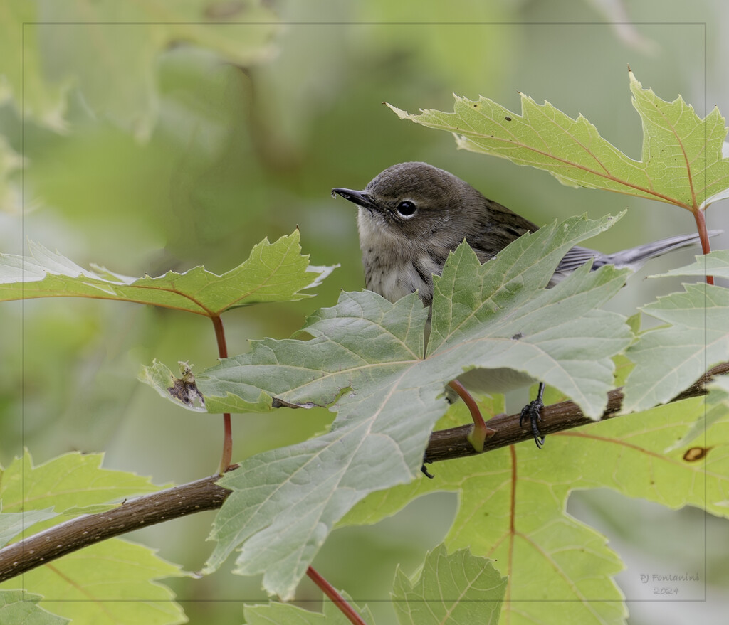 Yellow-Rumped Warbler? by bluemoon